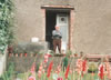 Grandad looks over his garden