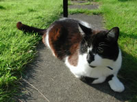 Rocky enjoying a warm summers day in the back garden