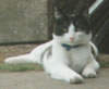 Rambo lying down in the back garden.