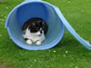 Rocky loves our wash basket!