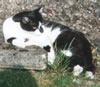 Lying down in the back garden